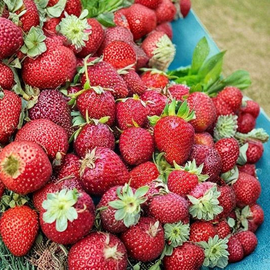 Albion Strawberry – Fragaria × ananassa ‘Albion’ 10 Bare Root Plants | Day Neutral | Large Sweet Berries  Continuous Harvest | Very Firm Fruit | High Yield Variety