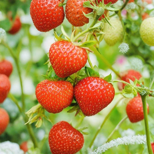 Everbearing Strawberry Seeds – Fragaria × ananassa 150+ Fresh Seeds | Non-GMO | USA Harvest  Continuous Harvest Variety | Great for Containers | Home Garden Ready