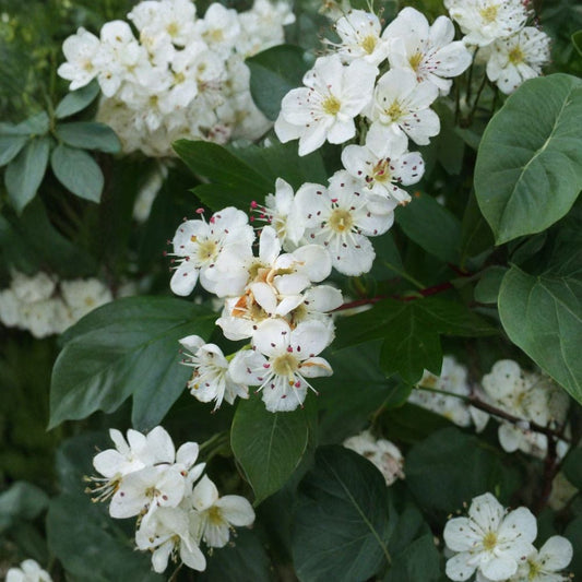 Single Seed English Hawthorn – Crataegus monogyna 480 Seeds | Hardy Flowering Hedge & Wildlife Tree  Large Bulk Pack | Spring Blooms | Edible Haws | Boundary & Habitat Planting