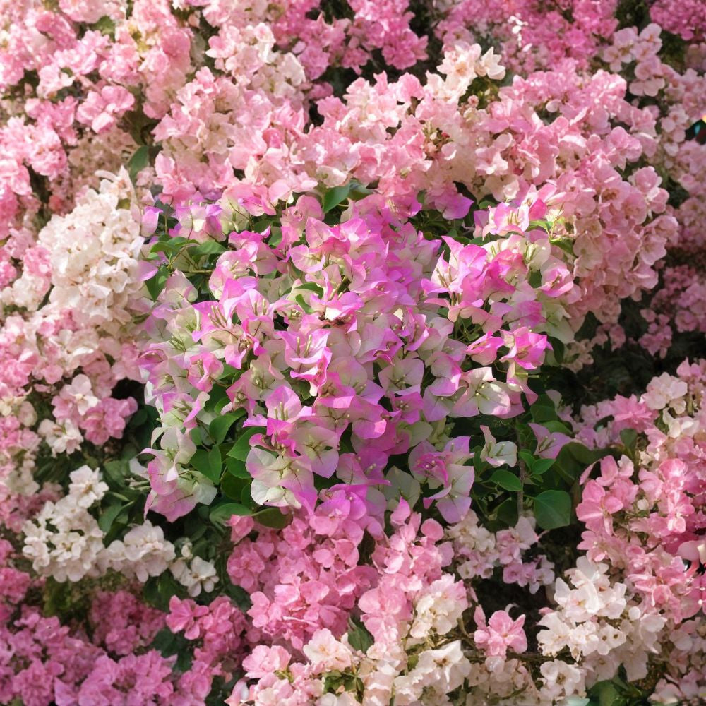 Pink & White Bougainvillea – Bougainvillea Hybrid Live Flowering Vine | 2–3 Feet Tall | Includes 3 Gallon Pot  Bicolor Bracts | Full Sun Lover | Patio & Landscape Favorite