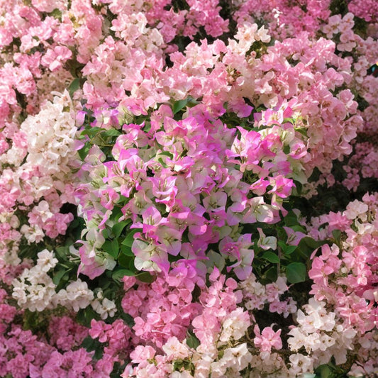 Pink & White Bougainvillea – Bougainvillea Hybrid Live Flowering Vine | 2–3 Feet Tall | Includes 3 Gallon Pot  Bicolor Bracts | Full Sun Lover | Patio & Landscape Favorite