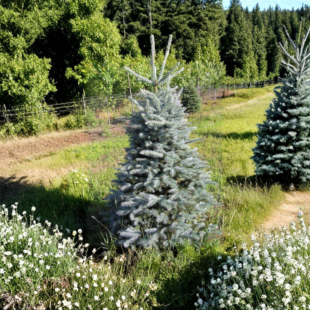 Colorado Blue Spruce – Picea pungens glauca 200 Seeds | Hardy Blue Evergreen | Bulk Planting Pack  Windbreak | Christmas Tree | Bonsai | Privacy Screen
