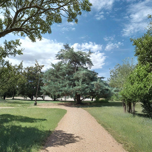 Eastern Red Cedar – Juniperus virginiana 800 Seeds | Hardy Evergreen Conifer  Windbreak & Privacy Tree | Fragrant | Wildlife Shelter