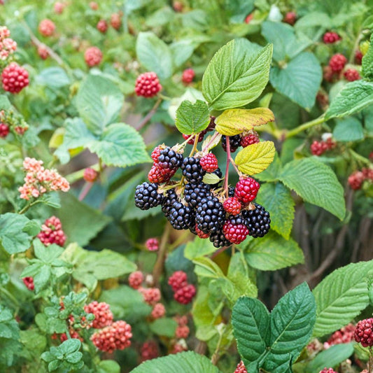 Blackberry Bush – Rubus allegheniensis 100 Heirloom Seeds | Hardy Fruit Shrub | Cold Stratify Required  Sweet Summer Berries | Pollinator Friendly | Zones 3–8