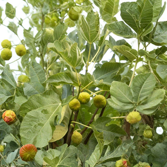 Kadota Fig – Ficus carica Live Fruit Tree | 1 Foot Tall | Includes 6" Nursery Pot  Sweet Greenish Yellow Figs | Reliable Fall Harvest | Cold Hardy Selection