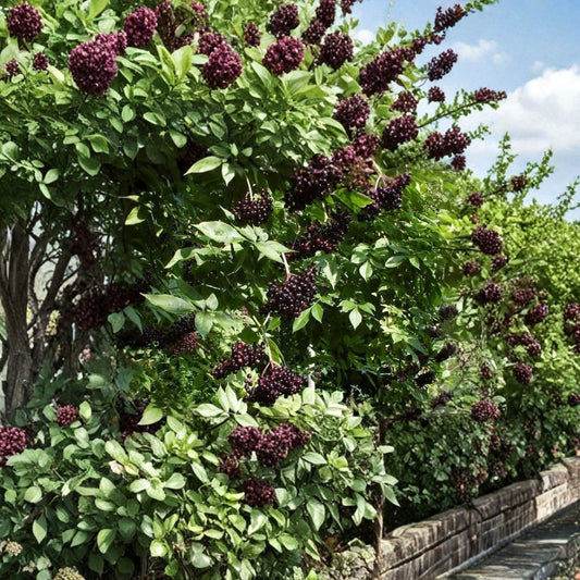 American Elderberry – Sambucus canadensis 50 Seeds | Fast Growing Hardy Edible Shrub  Northern Source | Wildlife Friendly | Fragrant White Blooms