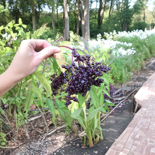 American Elderberry – Sambucus canadensis 150 Seeds | Fast Growing Hardy Edible Shrub  Northern Source | Wildlife Friendly | Fragrant White Blooms