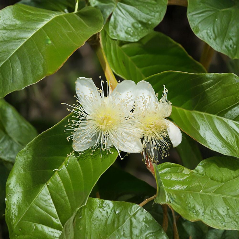 Guava – Psidium guajava 200 Seeds | Tropical Evergreen Fruit Tree  Fast Growing | Fragrant Flowers | Edible Fruit | Container & Bonsai Friendly