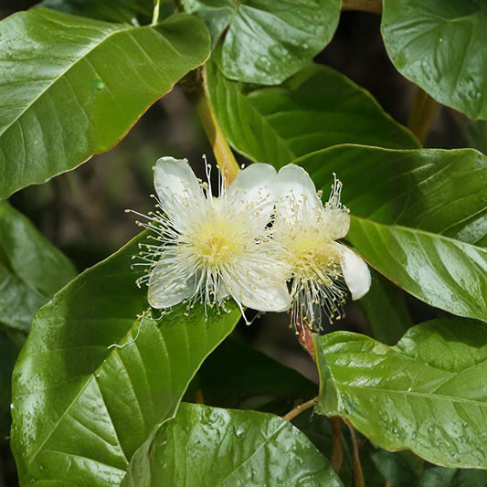 Guava – Psidium guajava 200 Seeds | Tropical Evergreen Fruit Tree  Fast Growing | Fragrant Flowers | Edible Fruit | Container & Bonsai Friendly
