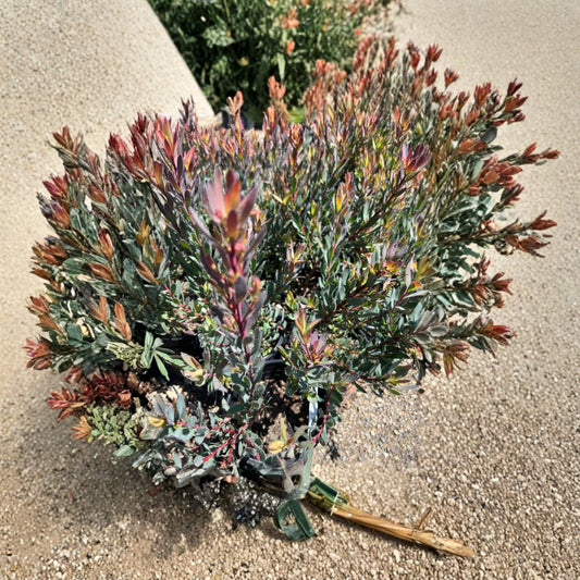 Leucadendron ‘Afterburner’ – Leucadendron hybrid Live Evergreen Shrub | 1 Foot Tall | Includes 6" Nursery Pot  White to Gold Bracts | Red-Orange Centers | Compact Landscape Accent