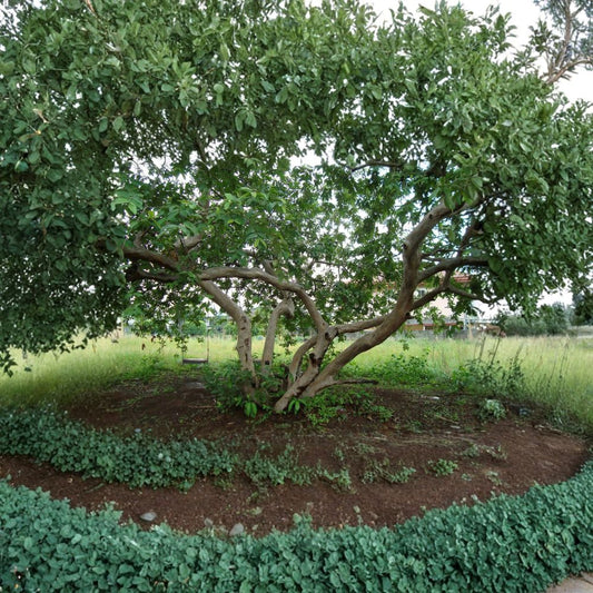 Guava – Psidium guajava 400 Seeds | Tropical Evergreen Fruit Tree  Wholesale Fruit Tree Seeds | Fast Growing | Container & Bonsai Friendly