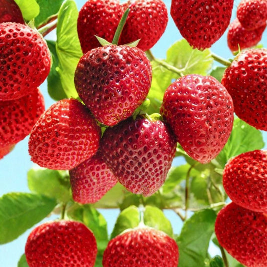 Eversweet Strawberry – Fragaria × ananassa ‘Eversweet’ 25 Certified Bare Root Plants | Everbearing | Heat Tolerant  Super Sweet Flavor | Continuous Harvest | Disease Resistant