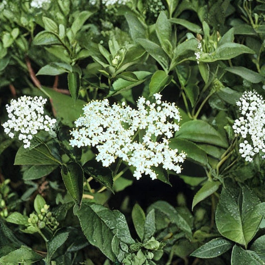 American Elderberry – Sambucus canadensis 300 Seeds | Fast Growing Hardy Edible Shrub  Northern Source | Cold Hardy | Wildlife Friendly