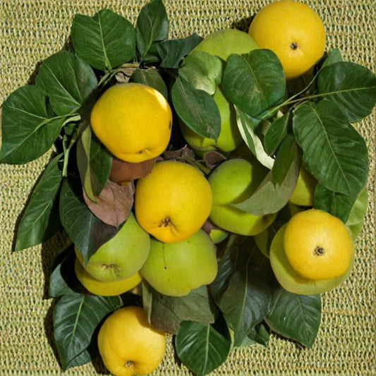 Monterey Pear – Pyrus communis Live Fruit Tree | 2–3 Feet Tall | Includes 6" Nursery Pot  Sweet Juicy Pears | Spring White Blossoms | Backyard Orchard Favorite