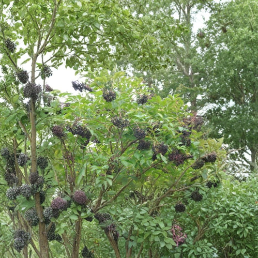 American Elderberry – Sambucus canadensis 600 Seeds | Fast Growing Hardy Edible Shrub  Northern Source | Cold Hardy | Wildlife Friendly