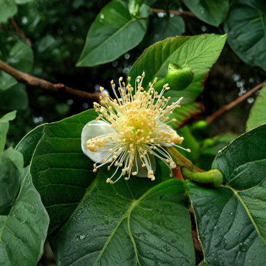 Guava – Psidium guajava 800 Seeds | Tropical Evergreen Fruit Tree  Bulk Fruit Tree Seeds | Fast Growing | Container & Bonsai Friendly