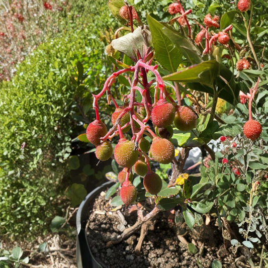 Dwarf Marina Strawberry Tree – Arbutus ‘Marina’ Live Evergreen Tree | 1 Foot Tall | Includes 6" Nursery Pot  Compact Ornamental Tree | Unique Evergreen | Landscape Accent
