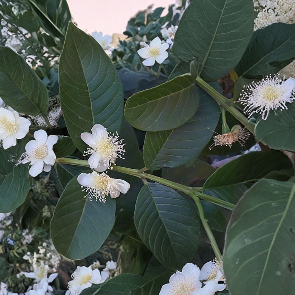 Guava – Psidium guajava 1600 Seeds | Tropical Evergreen Fruit Tree  Wholesale Bulk Fruit Tree Seeds | Fast Growing | Orchard & Nursery Ready