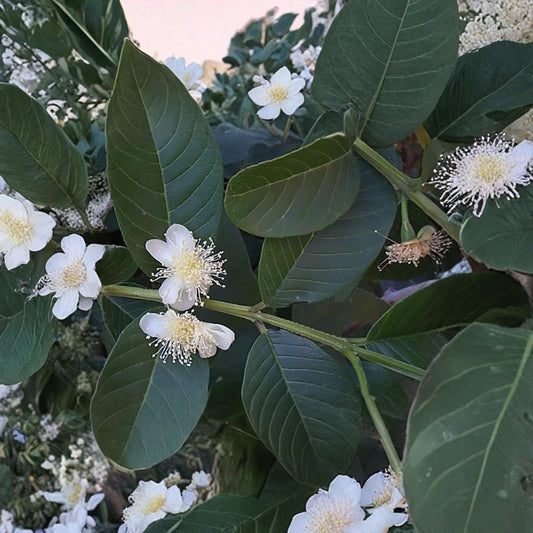 Guava – Psidium guajava 1600 Seeds | Tropical Evergreen Fruit Tree  Wholesale Bulk Fruit Tree Seeds | Fast Growing | Orchard & Nursery Ready