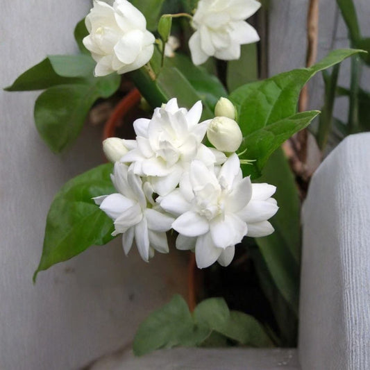 Sambac Jasmine Double Flower – Jasminum sambac Live Fragrant Plant | 1–2 Feet Tall | Includes 1 Gallon Pot  Double White Blooms | Highly Fragrant | Evergreen Tropical Favorite