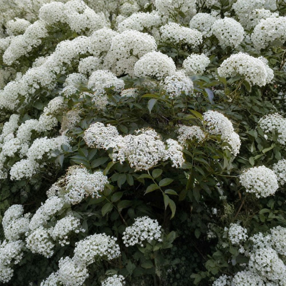 American Elderberry – Sambucus canadensis 5,400 Seeds | Fast Growing Hardy Edible Shrub  Northern Source | Cold Hardy | Wildlife Friendly | Bulk Pack