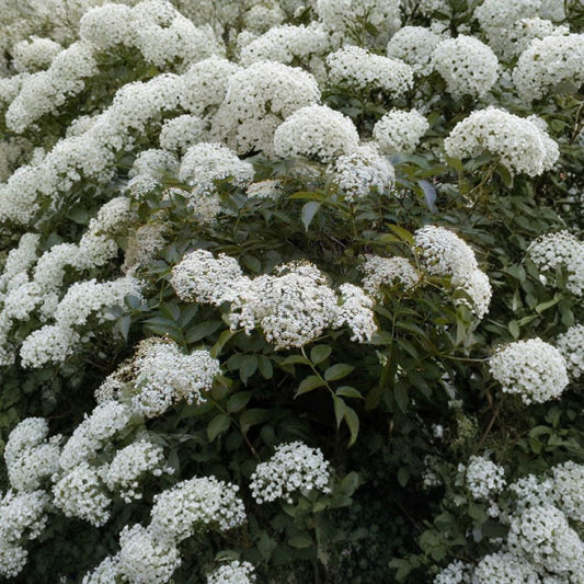 American Elderberry – Sambucus canadensis 5,400 Seeds | Fast Growing Hardy Edible Shrub  Northern Source | Cold Hardy | Wildlife Friendly | Bulk Pack