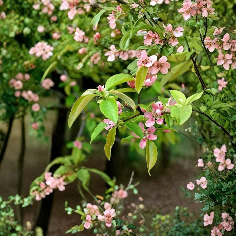 Chinese Quince – Chaenomeles sinensis 10 Seeds | Edible Fragrant Flowering Tree  Exfoliating Bark | Fall Color | Bonsai & Hedge Plant