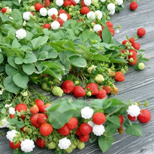 Giant Everbearing Strawberry – Fragaria × ananassa 40 Seeds | Large Fruit Variety | Continuous Harvest  Big Sweet Berries | Compact Plants | Garden & Container Friendly