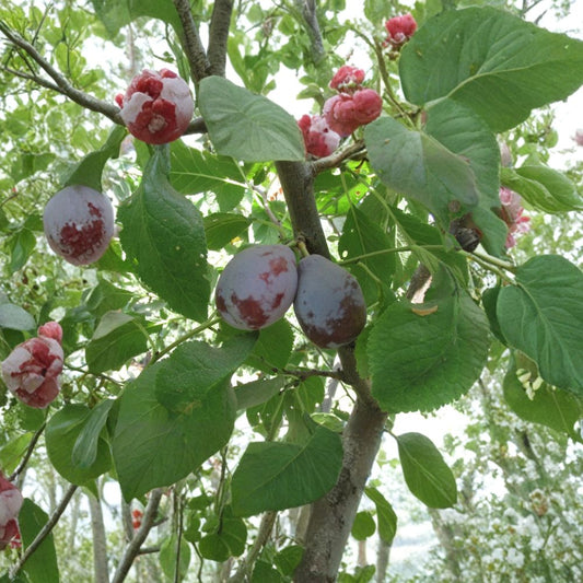 Prune ‘French (Improved)’ – Prunus domestica Live Fruit Tree | 2–3 Feet Tall | Includes 3 Gallon Pot  European Prune Plum | Sweet Flavor | Late Season Harvest