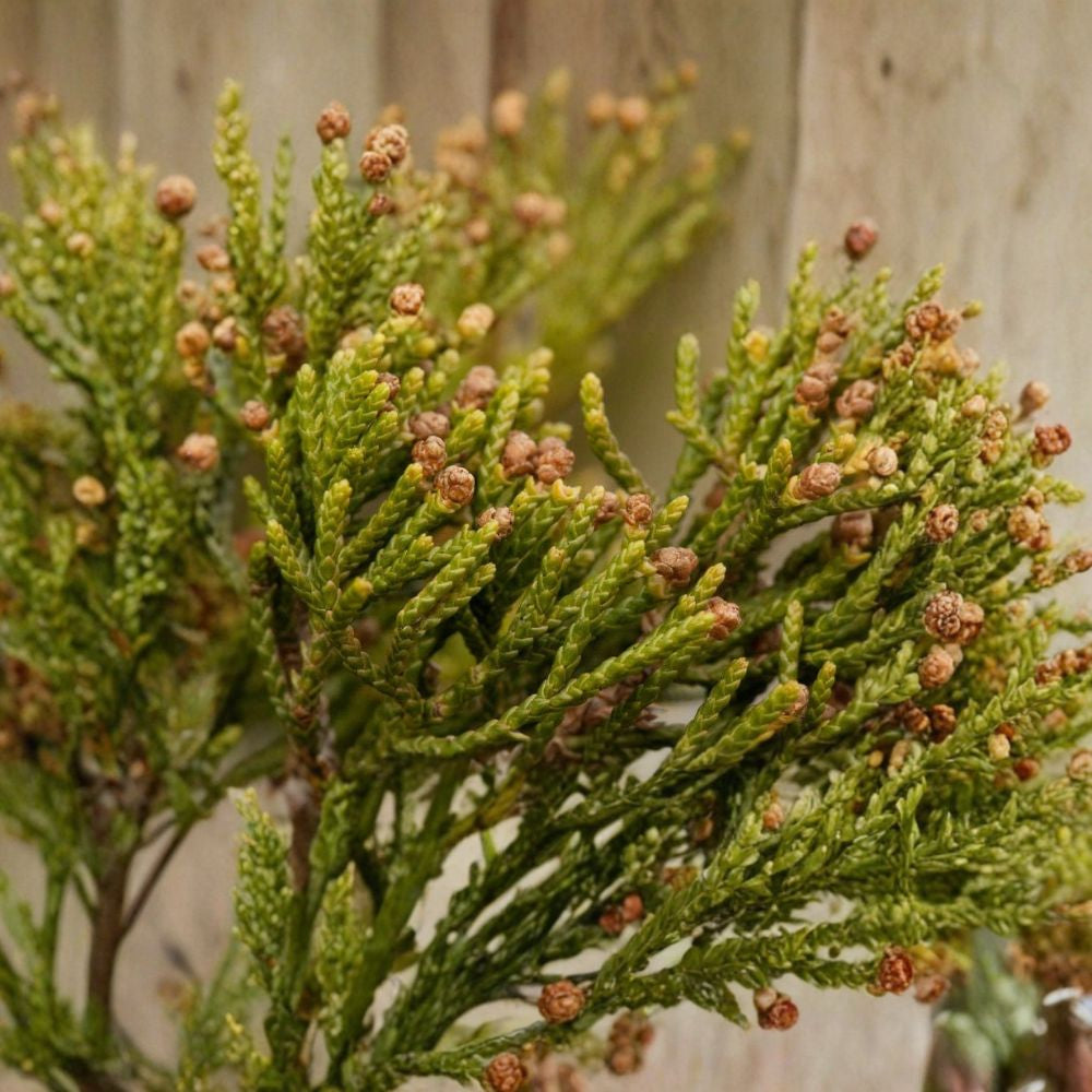Eastern Red Cedar – Juniperus virginiana 30 Seeds | Hardy Evergreen Conifer  Windbreak & Wildlife Tree | Fragrant | Cold & Drought Tolerant