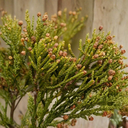 Eastern Red Cedar – Juniperus virginiana 30 Seeds | Hardy Evergreen Conifer  Windbreak & Wildlife Tree | Fragrant | Cold & Drought Tolerant