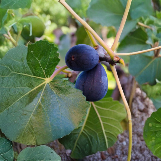 Mission Fig – Ficus carica Live Fruit Tree | 1–2 Feet Tall | Includes 6" Nursery Pot  Heirloom Variety | Dark Purple Black Fruit | Sweet Red Flesh
