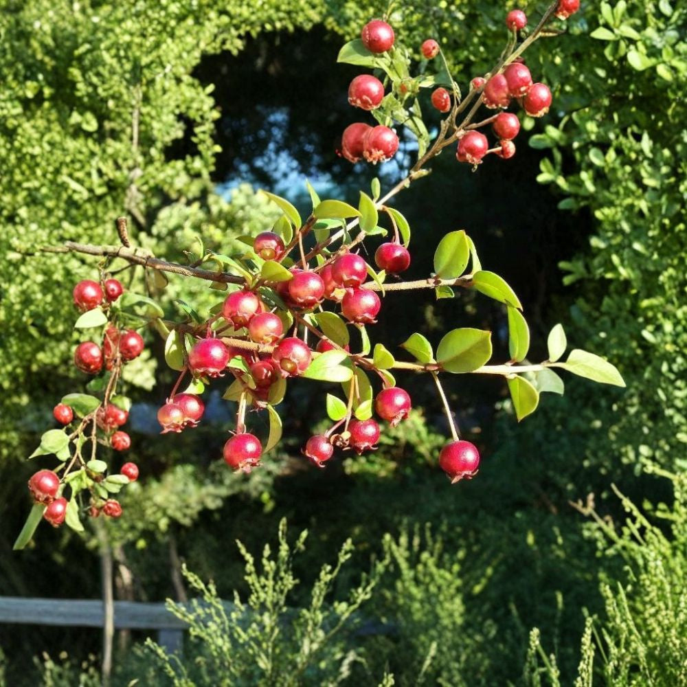 Chilean Guava – Ugni molinae 30 Seeds | Strawberry Myrtle | Evergreen Edible Shrub  Fragrant Flowers | Sweet Berry Flavor | Zones 8–10