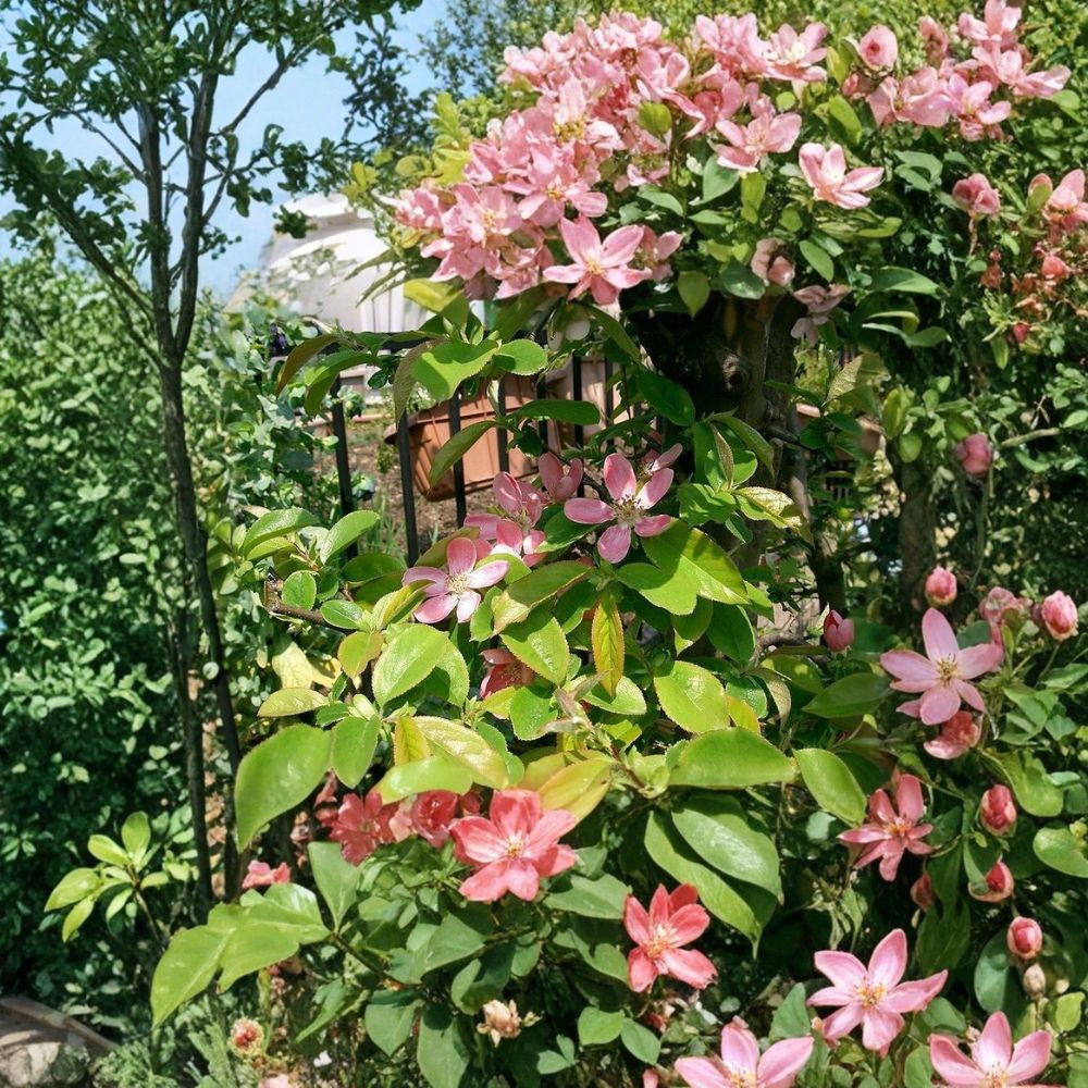 Chinese Quince – Chaenomeles sinensis 60 Seeds | Edible Fragrant Flowering Tree  Exfoliating Bark | Fall Color | Bonsai & Hedge Plant