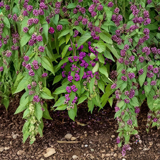 American Beautyberry – Callicarpa americana 30 Seeds | Showy Native Ornamental Shrub  Fast Growing | Brilliant Purple Berries | Wildlife Favorite