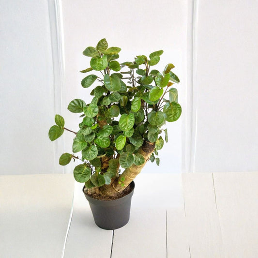 Fabian Stump Aralia – Polyscias scutellaria ‘Fabian’ Live Indoor Plant | 1 Foot Tall | Includes 6 Inch Pot  Woody Trunk | Green & Purple Foliage | Great for Bonsai