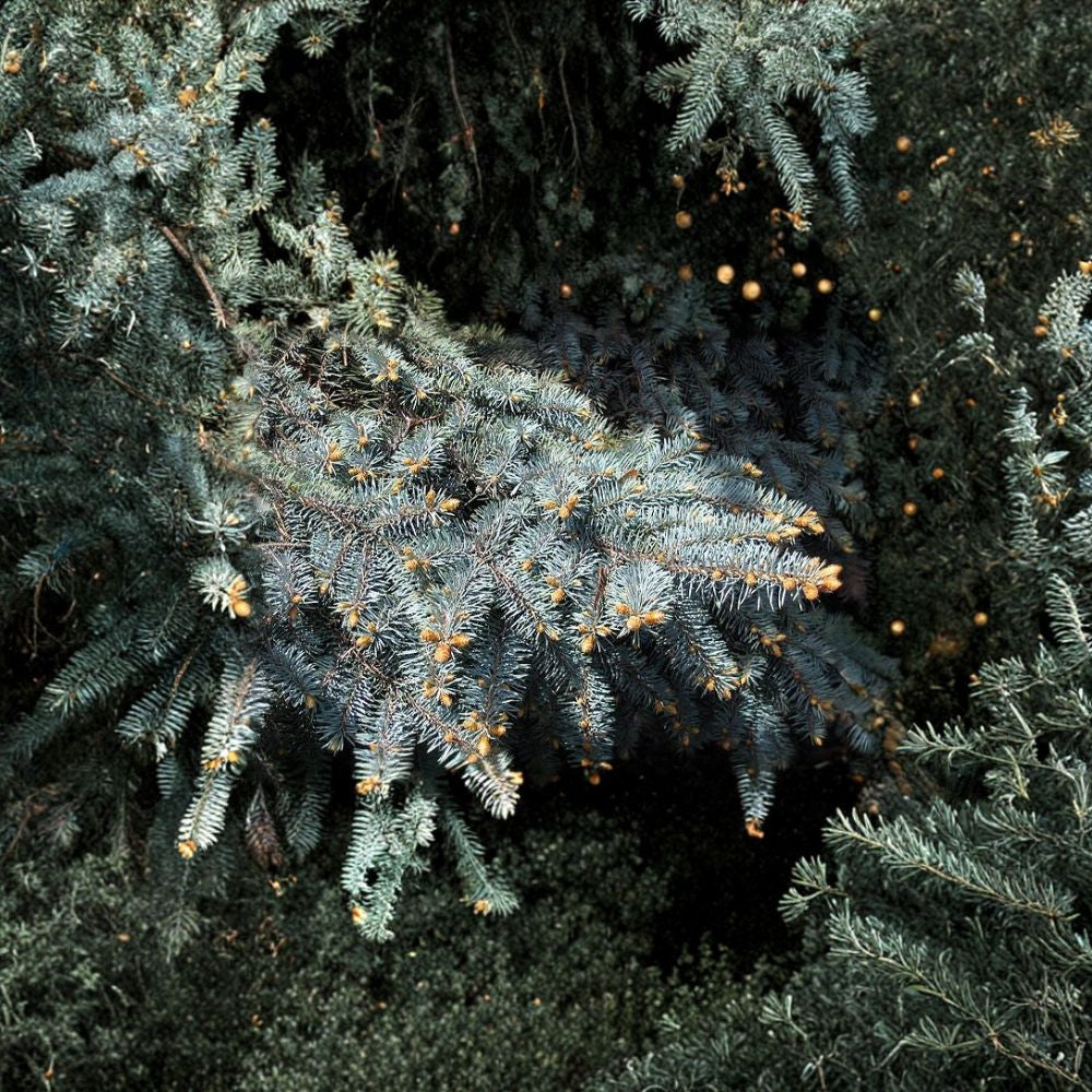 Colorado Blue Spruce – Picea pungens glauca 400 Seeds | Bulk Evergreen Conifer Pack  Hardy | Windbreak | Christmas Tree | Bonsai | Privacy Screen