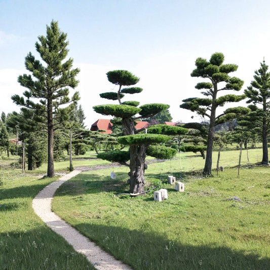 Eastern Red Cedar – Juniperus virginiana 1600 Seeds | Hardy Evergreen Conifer  Windbreak & Privacy Tree | Fragrant | Wildlife Shelter