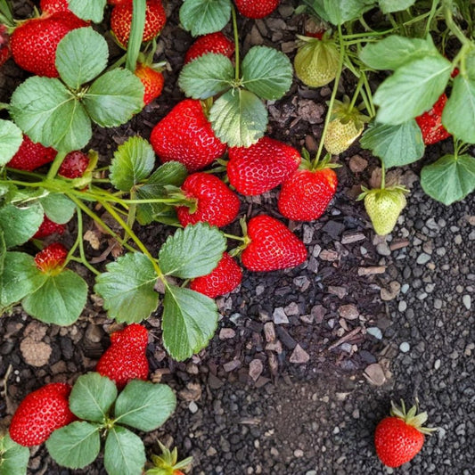 Seascape Strawberry – Fragaria x ananassa 5 Bare Root Plants | Day-Neutral Everbearing Variety | No Pot Included  Sweet Large Berries | Long Harvest Season | Garden & Container Friendly