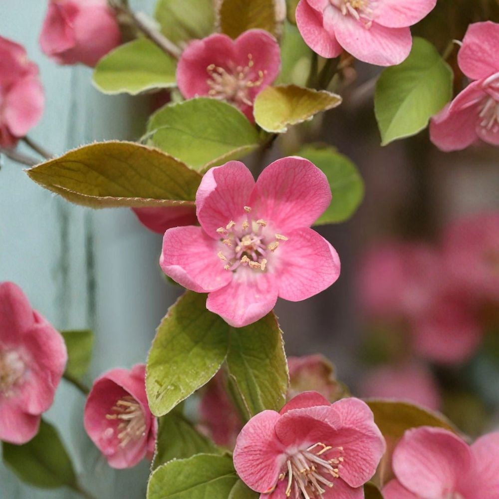Chinese Quince – Chaenomeles sinensis 120 Seeds | Edible Fragrant Flowering Tree  Exfoliating Bark | Fall Color | Bonsai | Hedge or Screen
