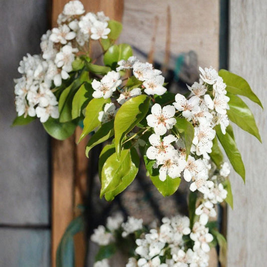 Pyrus kawakamii – Evergreen Pear Live Ornamental Tree | 2–3 Feet Tall | Includes 3 Gallon Pot  Glossy Evergreen Foliage | Spring White Blooms | Landscape Accent Tree