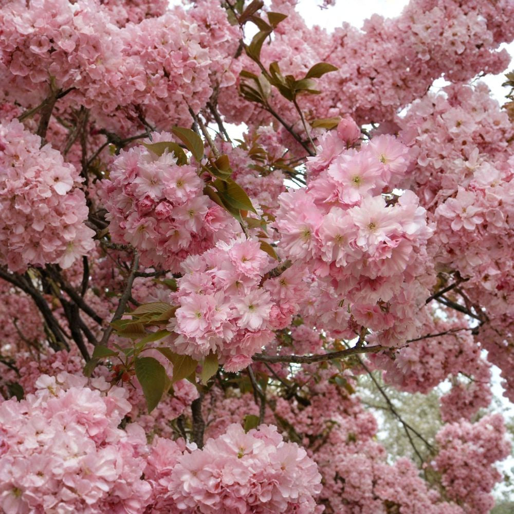 Japanese Flowering Cherry – Prunus serrulata 5 Seeds | Showy Hardy Ornamental Tree  Sakura | Bonsai | Spring Blooms | Fall Color