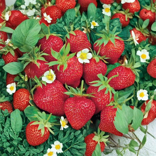 Chandler Strawberry – Fragaria x ananassa 20 Bare Root Plants | June-Bearing Variety | No Pot Included  Large Sweet Berries | Heavy Spring Harvest | Perfect for Gardens & U-Pick