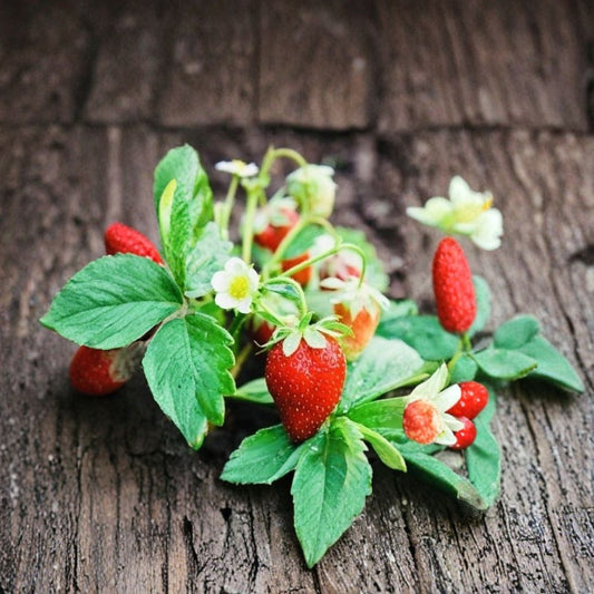 Everbearing Strawberry – Fragaria x ananassa 200+ Seeds | Non-GMO | Fresh Harvest USA  Easy to Grow | Continuous Harvest | Perfect for Garden & Containers