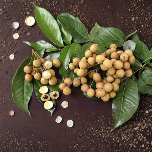 Kahala Longan – Dimocarpus longan Live Air-Layered Tree | 3 Feet Tall | Includes 3 Gallon Pot  Sweet Juicy Fruit | Premium Tropical Variety | Backyard Orchard Ready