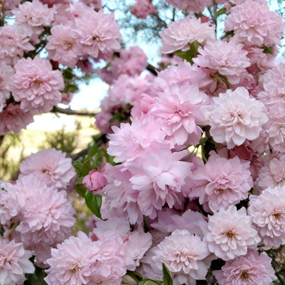 Japanese Flowering Cherry – Prunus serrulata 30 Seeds | Showy Hardy Ornamental Tree  Sakura | Spring Blossoms | Bonsai | Fall Color