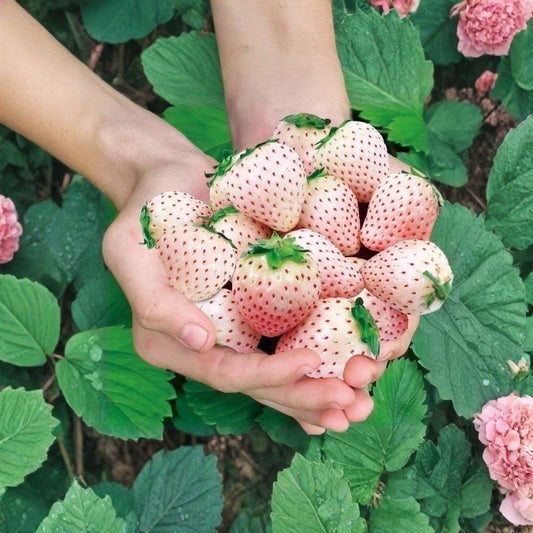 Milk Strawberry – Fragaria spp. 200 Seeds | Non-GMO | Perennial Variety  Creamy Pale Berries | Sweet Fragrant Flavor | Perfect for Containers & Small Gardens