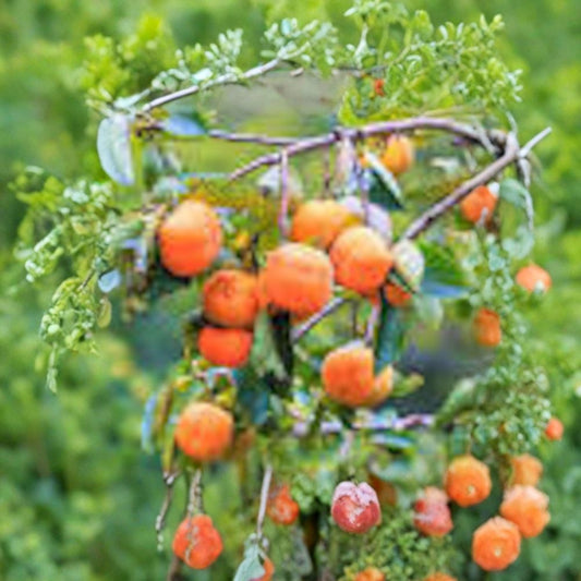 Fuyu Jiro Persimmon – Diospyros kaki Live Fruit Tree | 3–4 Feet Tall | Includes 3 Gallon Pot  Non-Astringent Variety | Sweet Crisp Fruit | Premium Backyard Favorite