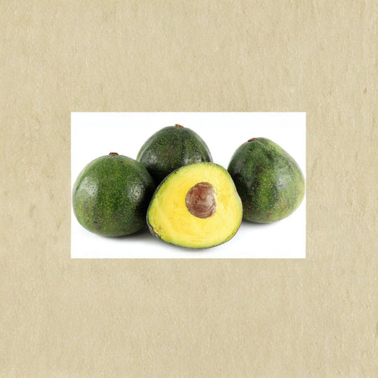 Nabal Avocado – Persea americana Live Grafted Tree | 1 Foot Tall | Shipped in Plastic Bag  Large Creamy Fruit | Premium Variety | Backyard Orchard Ready