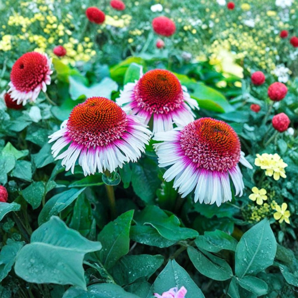 Strawberry & Cream Coneflower – Echinacea spp. 50 Seeds | Hardy Perennial Flower | Fresh Seeds  Pollinator Friendly | Summer–Fall Blooms | Deer Resistant Native